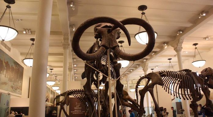 American Museum of Natural History