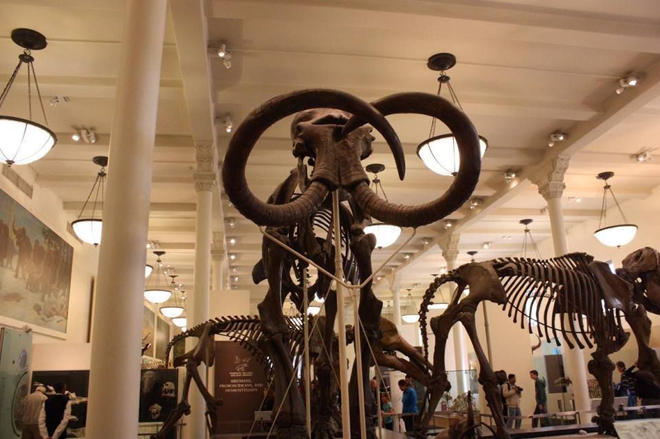 American Museum of Natural History