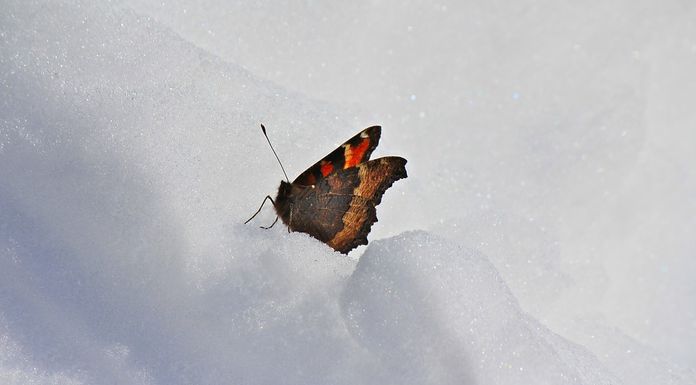 Le farfalle vi aspettano a New York! papillons new york