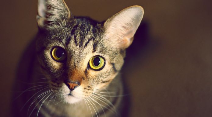 Negozi per animali domestici