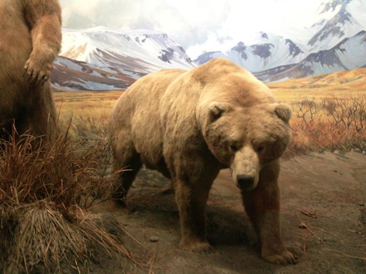 American Museum of Natural History