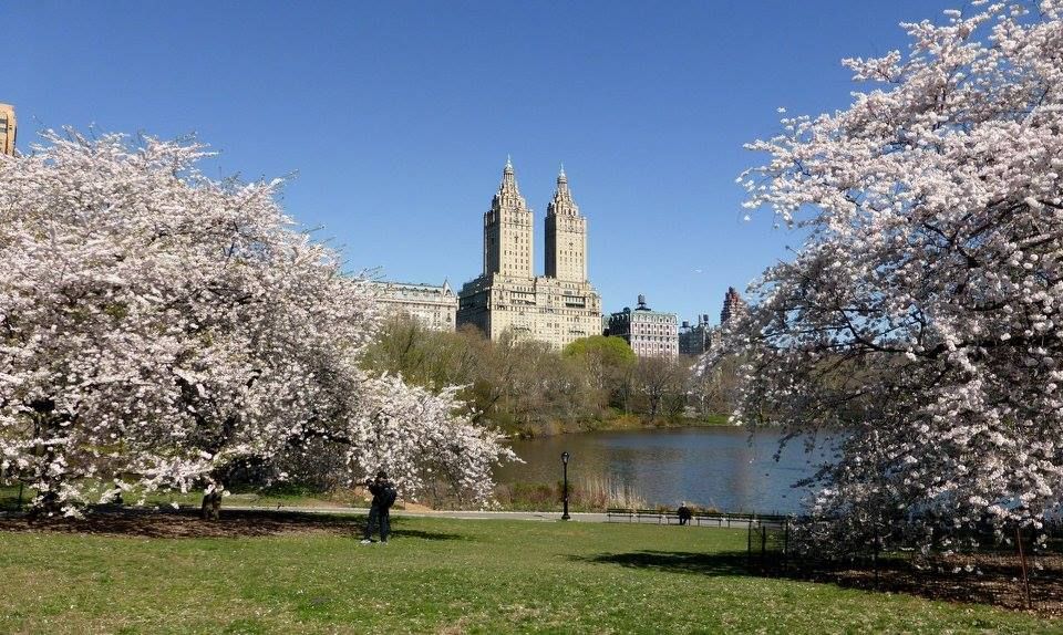 Primavera a Central Park New York