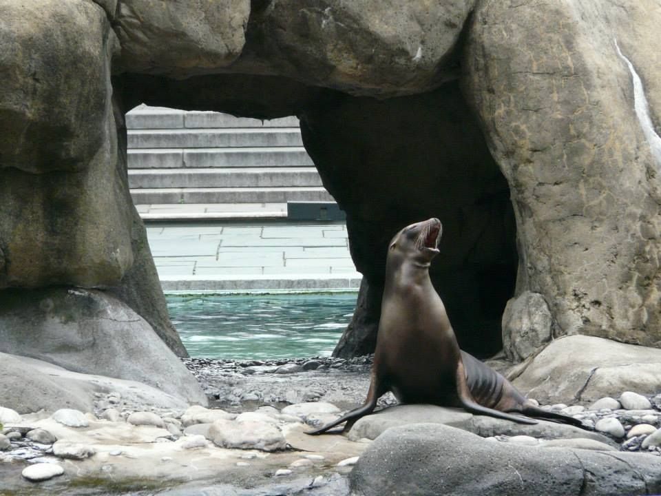 Leone marino zoo di Central Park New York