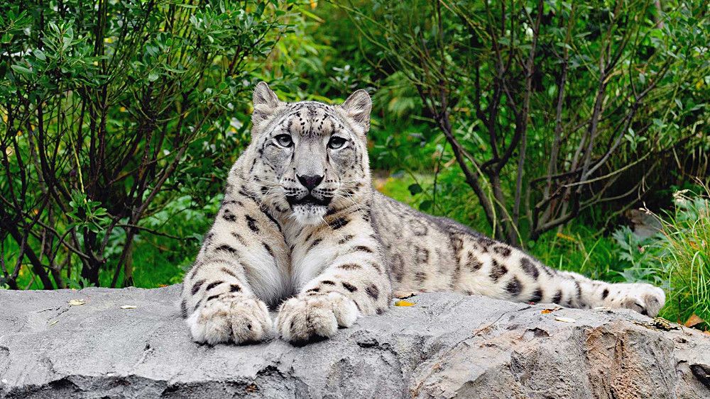 Zoo di Central Park: la giungla a New York!