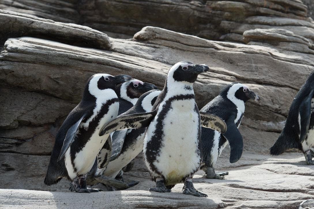 Pingouins au New York Aquarium
